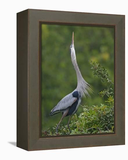 Great Blue Heron Displaying the Sky Point Courtship Ritual-Arthur Morris-Framed Premier Image Canvas