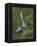 Great Blue Heron Displaying the Sky Point Courtship Ritual-Arthur Morris-Framed Premier Image Canvas