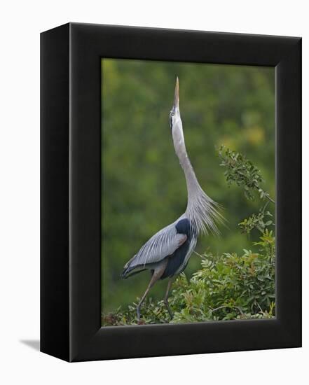 Great Blue Heron Displaying the Sky Point Courtship Ritual-Arthur Morris-Framed Premier Image Canvas