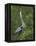 Great Blue Heron Displaying the Sky Point Courtship Ritual-Arthur Morris-Framed Premier Image Canvas