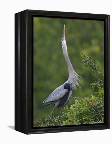 Great Blue Heron Displaying the Sky Point Courtship Ritual-Arthur Morris-Framed Premier Image Canvas