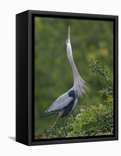 Great Blue Heron Displaying the Sky Point Courtship Ritual-Arthur Morris-Framed Premier Image Canvas