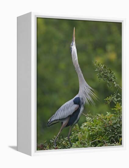 Great Blue Heron Displaying the Sky Point Courtship Ritual-Arthur Morris-Framed Premier Image Canvas