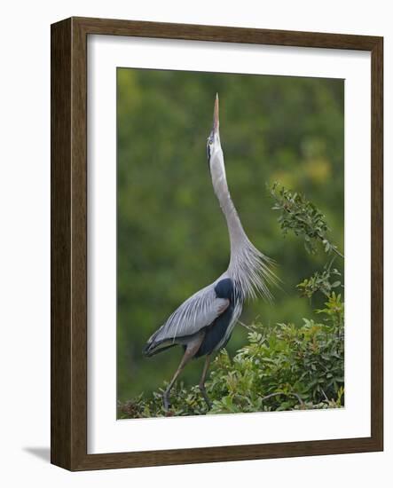 Great Blue Heron Displaying the Sky Point Courtship Ritual-Arthur Morris-Framed Photographic Print