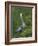 Great Blue Heron Displaying the Sky Point Courtship Ritual-Arthur Morris-Framed Photographic Print