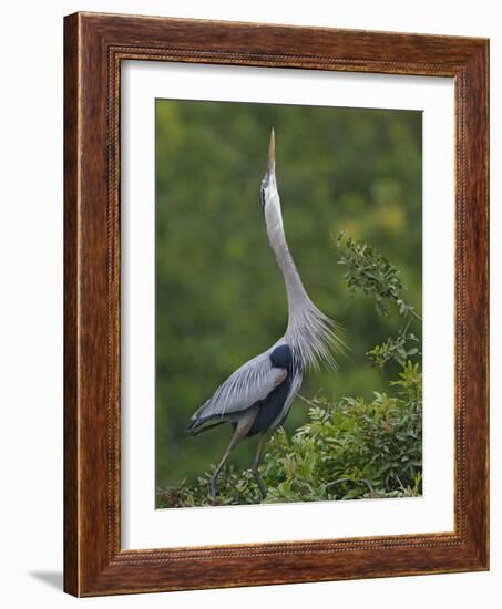 Great Blue Heron Displaying the Sky Point Courtship Ritual-Arthur Morris-Framed Photographic Print