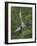 Great Blue Heron Displaying the Sky Point Courtship Ritual-Arthur Morris-Framed Photographic Print