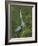 Great Blue Heron Displaying the Sky Point Courtship Ritual-Arthur Morris-Framed Photographic Print