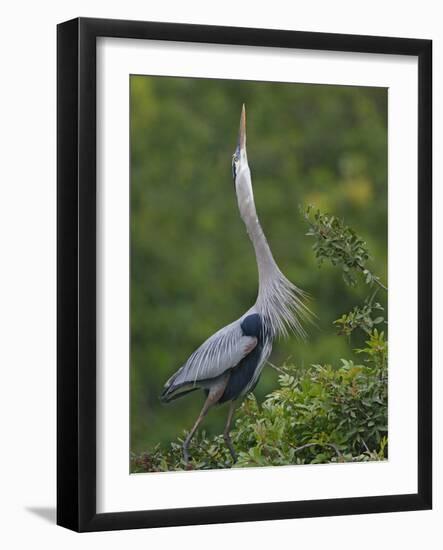 Great Blue Heron Displaying the Sky Point Courtship Ritual-Arthur Morris-Framed Photographic Print