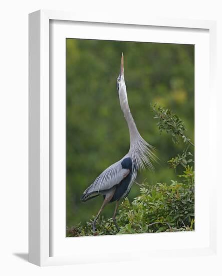 Great Blue Heron Displaying the Sky Point Courtship Ritual-Arthur Morris-Framed Photographic Print