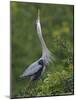 Great Blue Heron Displaying the Sky Point Courtship Ritual-Arthur Morris-Mounted Photographic Print