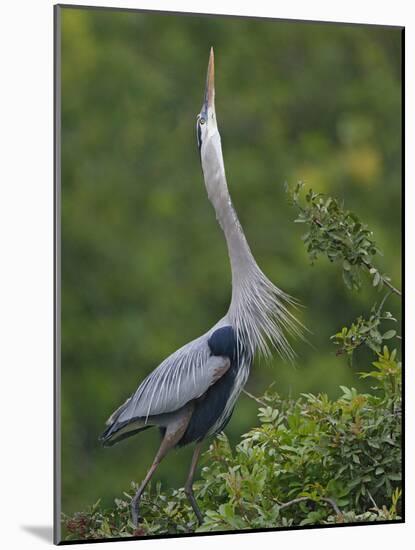 Great Blue Heron Displaying the Sky Point Courtship Ritual-Arthur Morris-Mounted Photographic Print