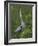 Great Blue Heron Displaying the Sky Point Courtship Ritual-Arthur Morris-Framed Photographic Print