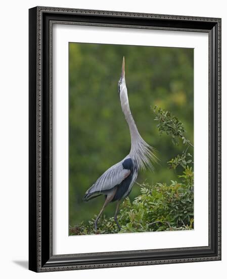 Great Blue Heron Displaying the Sky Point Courtship Ritual-Arthur Morris-Framed Photographic Print