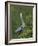 Great Blue Heron Displaying the Sky Point Courtship Ritual-Arthur Morris-Framed Photographic Print