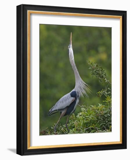 Great Blue Heron Displaying the Sky Point Courtship Ritual-Arthur Morris-Framed Photographic Print