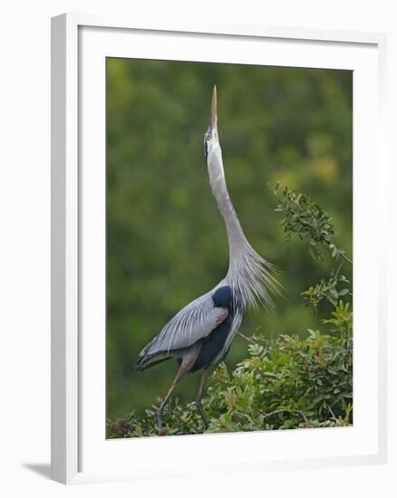 Great Blue Heron Displaying the Sky Point Courtship Ritual-Arthur Morris-Framed Photographic Print