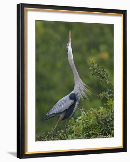 Great Blue Heron Displaying the Sky Point Courtship Ritual-Arthur Morris-Framed Photographic Print