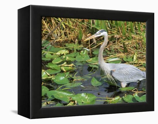 Great Blue Heron, Everglades National Park, FL-Mark Gibson-Framed Premier Image Canvas