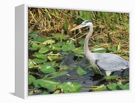 Great Blue Heron, Everglades National Park, FL-Mark Gibson-Framed Premier Image Canvas