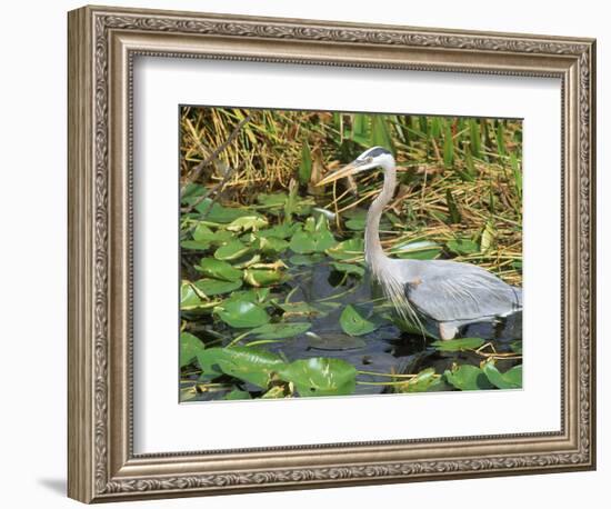 Great Blue Heron, Everglades National Park, FL-Mark Gibson-Framed Photographic Print