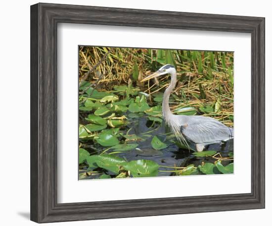 Great Blue Heron, Everglades National Park, FL-Mark Gibson-Framed Photographic Print