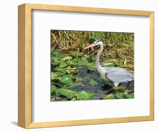 Great Blue Heron, Everglades National Park, FL-Mark Gibson-Framed Photographic Print