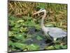 Great Blue Heron, Everglades National Park, FL-Mark Gibson-Mounted Photographic Print