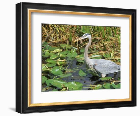 Great Blue Heron, Everglades National Park, FL-Mark Gibson-Framed Photographic Print