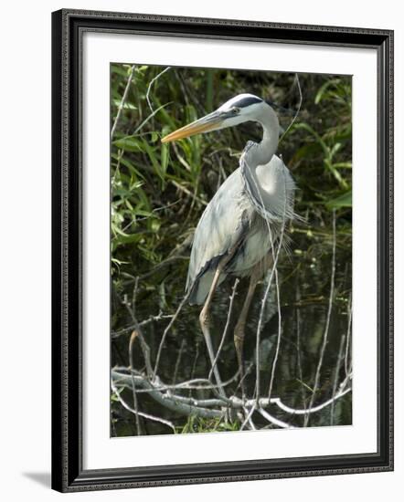 Great Blue Heron, Everglades National Park, Unesco World Heritage Site, Florida, USA-Ethel Davies-Framed Photographic Print