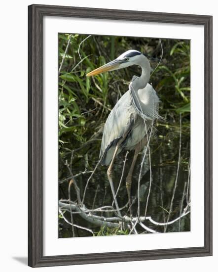 Great Blue Heron, Everglades National Park, Unesco World Heritage Site, Florida, USA-Ethel Davies-Framed Photographic Print