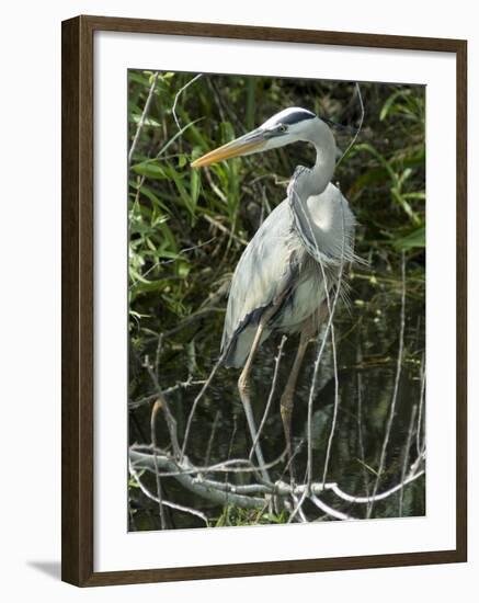 Great Blue Heron, Everglades National Park, Unesco World Heritage Site, Florida, USA-Ethel Davies-Framed Photographic Print