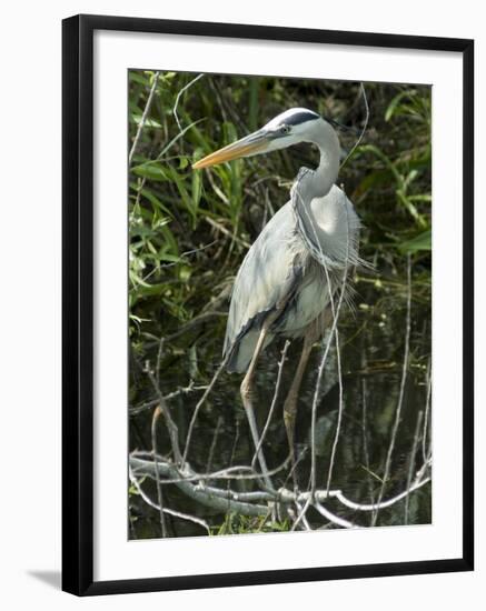 Great Blue Heron, Everglades National Park, Unesco World Heritage Site, Florida, USA-Ethel Davies-Framed Photographic Print