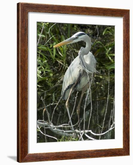 Great Blue Heron, Everglades National Park, Unesco World Heritage Site, Florida, USA-Ethel Davies-Framed Photographic Print