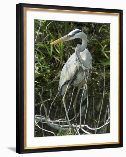 Great Blue Heron, Everglades National Park, Unesco World Heritage Site, Florida, USA-Ethel Davies-Framed Photographic Print