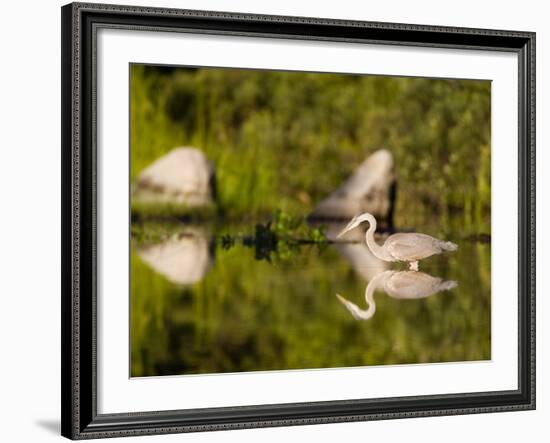 Great Blue Heron Feeds in Katahdin Lake, Maine, USA-Jerry & Marcy Monkman-Framed Photographic Print