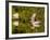 Great Blue Heron Feeds in Katahdin Lake, Maine, USA-Jerry & Marcy Monkman-Framed Photographic Print