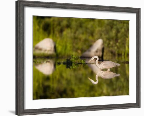 Great Blue Heron Feeds in Katahdin Lake, Maine, USA-Jerry & Marcy Monkman-Framed Photographic Print