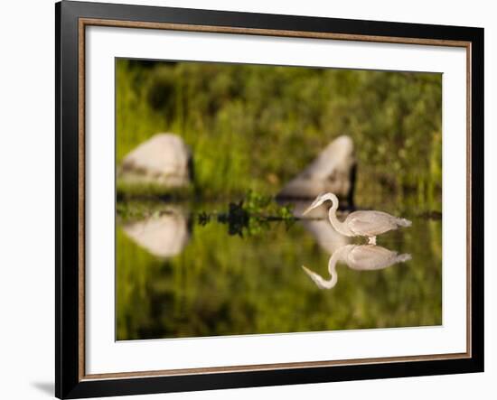 Great Blue Heron Feeds in Katahdin Lake, Maine, USA-Jerry & Marcy Monkman-Framed Photographic Print