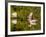 Great Blue Heron Feeds in Katahdin Lake, Maine, USA-Jerry & Marcy Monkman-Framed Photographic Print