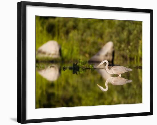 Great Blue Heron Feeds in Katahdin Lake, Maine, USA-Jerry & Marcy Monkman-Framed Photographic Print