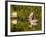 Great Blue Heron Feeds in Katahdin Lake, Maine, USA-Jerry & Marcy Monkman-Framed Photographic Print