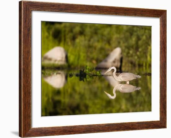 Great Blue Heron Feeds in Katahdin Lake, Maine, USA-Jerry & Marcy Monkman-Framed Photographic Print