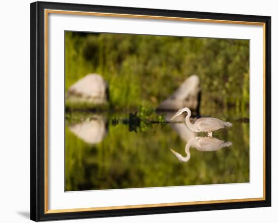 Great Blue Heron Feeds in Katahdin Lake, Maine, USA-Jerry & Marcy Monkman-Framed Photographic Print