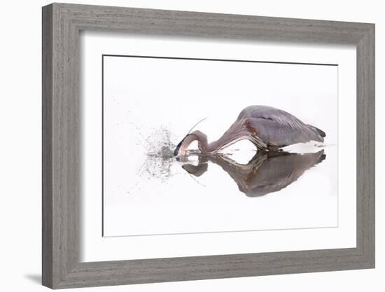 Great Blue Heron Fishing at Lee Metcalf National Wildlife Refuge-Jason Savage-Framed Giclee Print