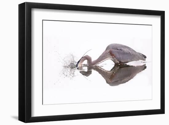 Great Blue Heron Fishing at Lee Metcalf National Wildlife Refuge-Jason Savage-Framed Giclee Print