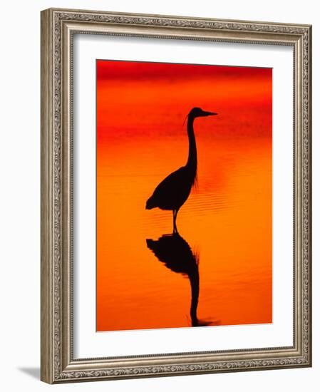 Great Blue Heron Fishing at Sunset, Sanibel Island, Ding Darling National Wildlife Refuge, Florida-Charles Sleicher-Framed Photographic Print