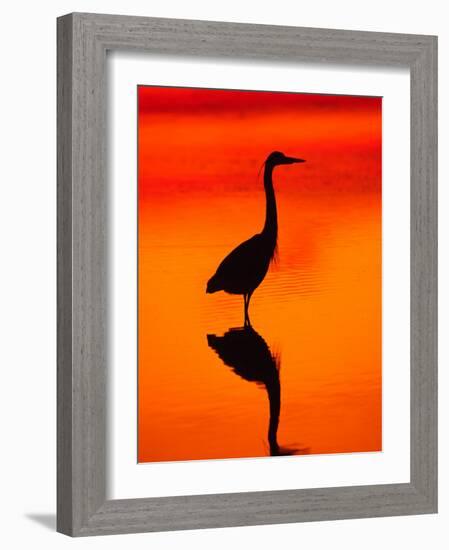 Great Blue Heron Fishing at Sunset, Sanibel Island, Ding Darling National Wildlife Refuge, Florida-Charles Sleicher-Framed Photographic Print