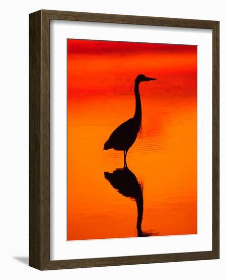 Great Blue Heron Fishing at Sunset, Sanibel Island, Ding Darling National Wildlife Refuge, Florida-Charles Sleicher-Framed Photographic Print