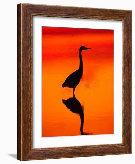 Great Blue Heron Fishing at Sunset, Sanibel Island, Ding Darling National Wildlife Refuge, Florida-Charles Sleicher-Framed Photographic Print